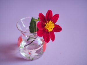 dahlia, flower, vase-8227880.jpg